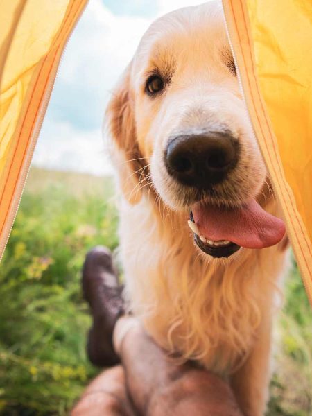 Camping is more